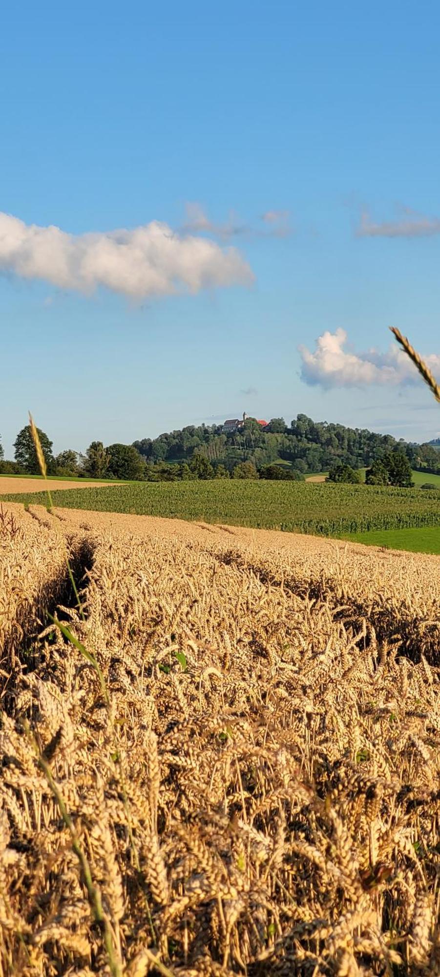 Ferienwohnung Bayerwaldblick Jandelsbrunn Екстериор снимка